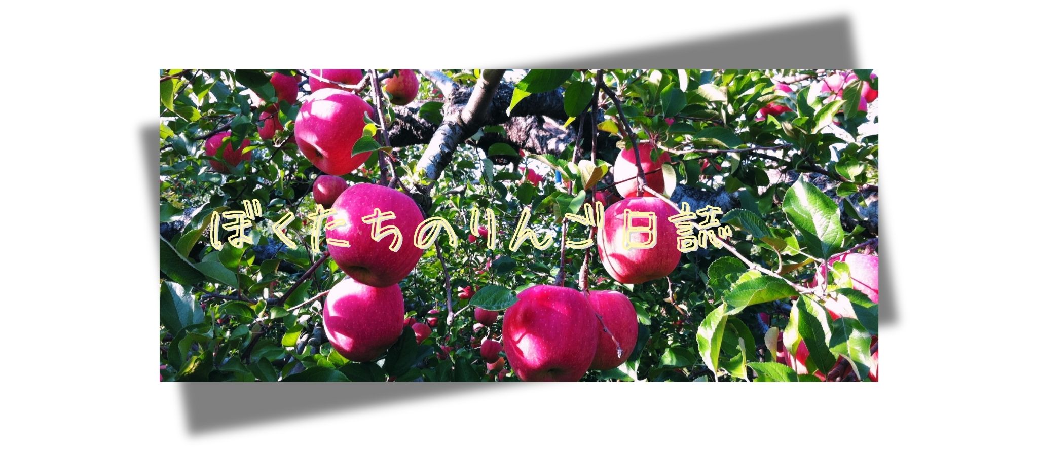 ぼくたちのりんご日誌